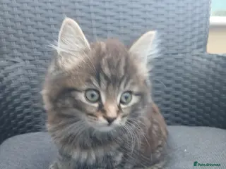 Mixed Breed cats Maine coon xxx - Advert 4