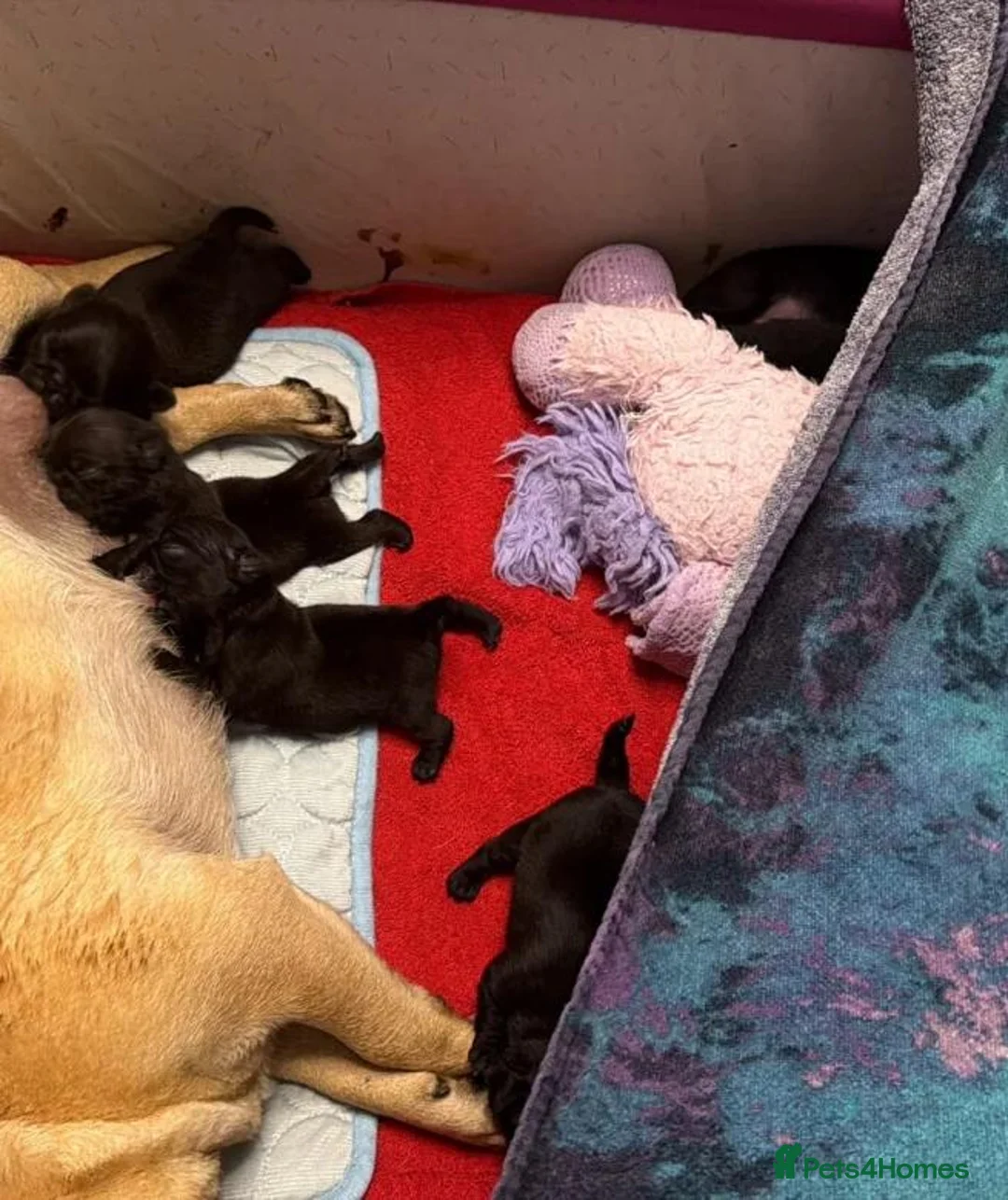 Pug dogs for sale: Little Pug Joy-Bundles with Energy to Share in Birmingham - Advert 9