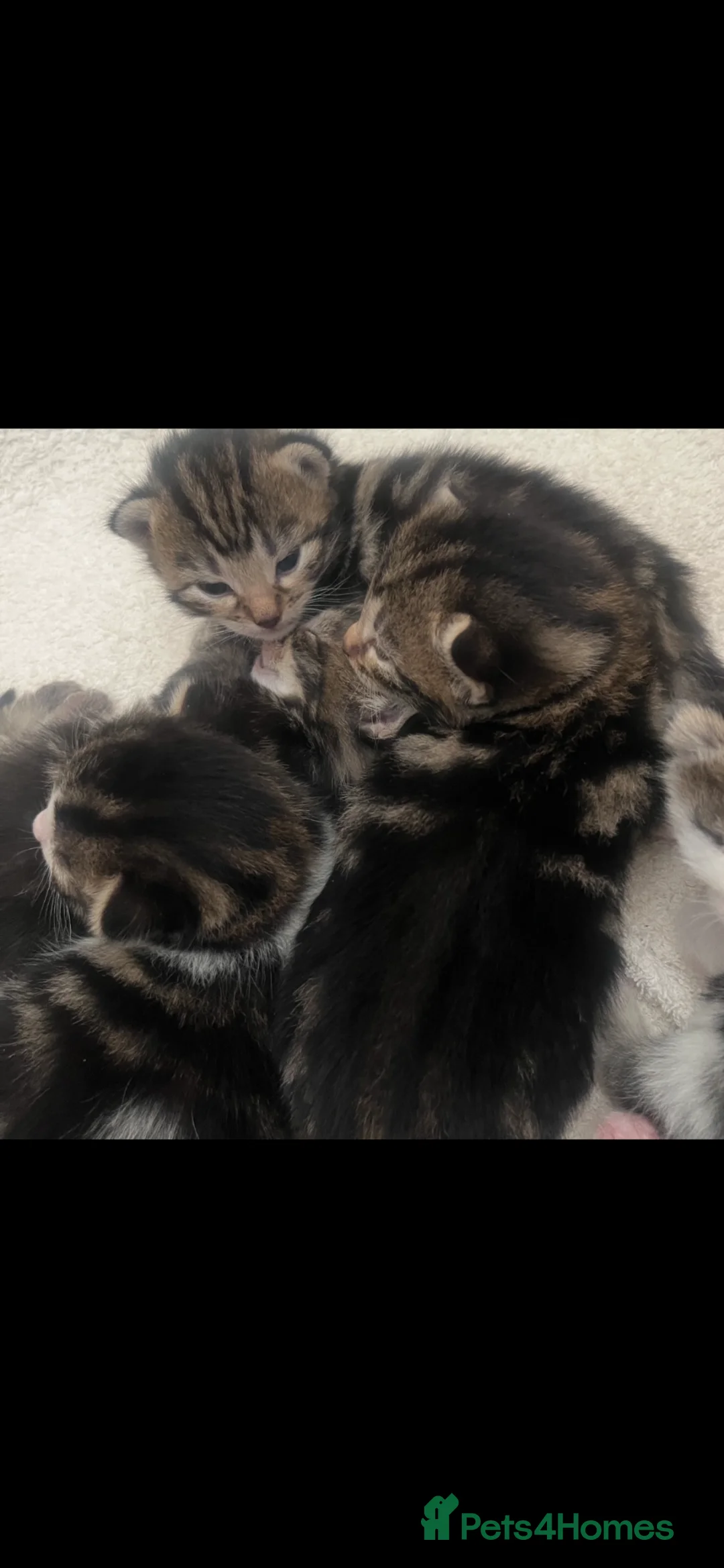 British Shorthair cats for sale: British Shorthair cross Kittens - Advert 2