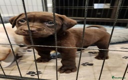 Labrador Retriever dogs for sale: kc English Labs available - Image 5