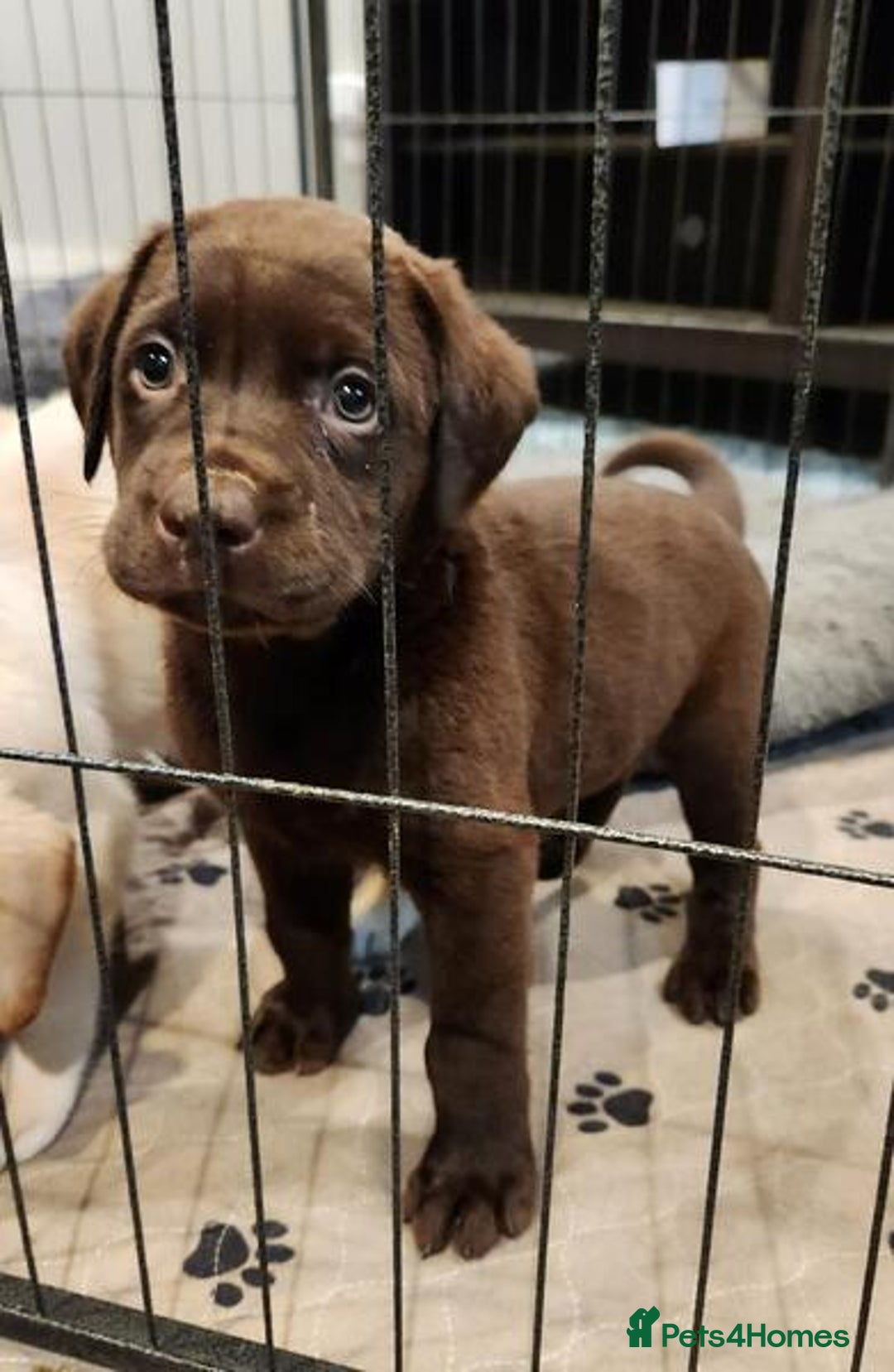 Labrador Retriever dogs for sale: kc English Labs available - Image 5