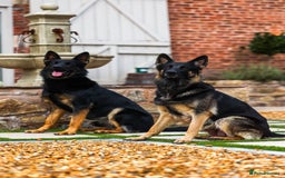 German Shepherd dogs for sale: Pedigree German Shepherd pups for sale - Image 2