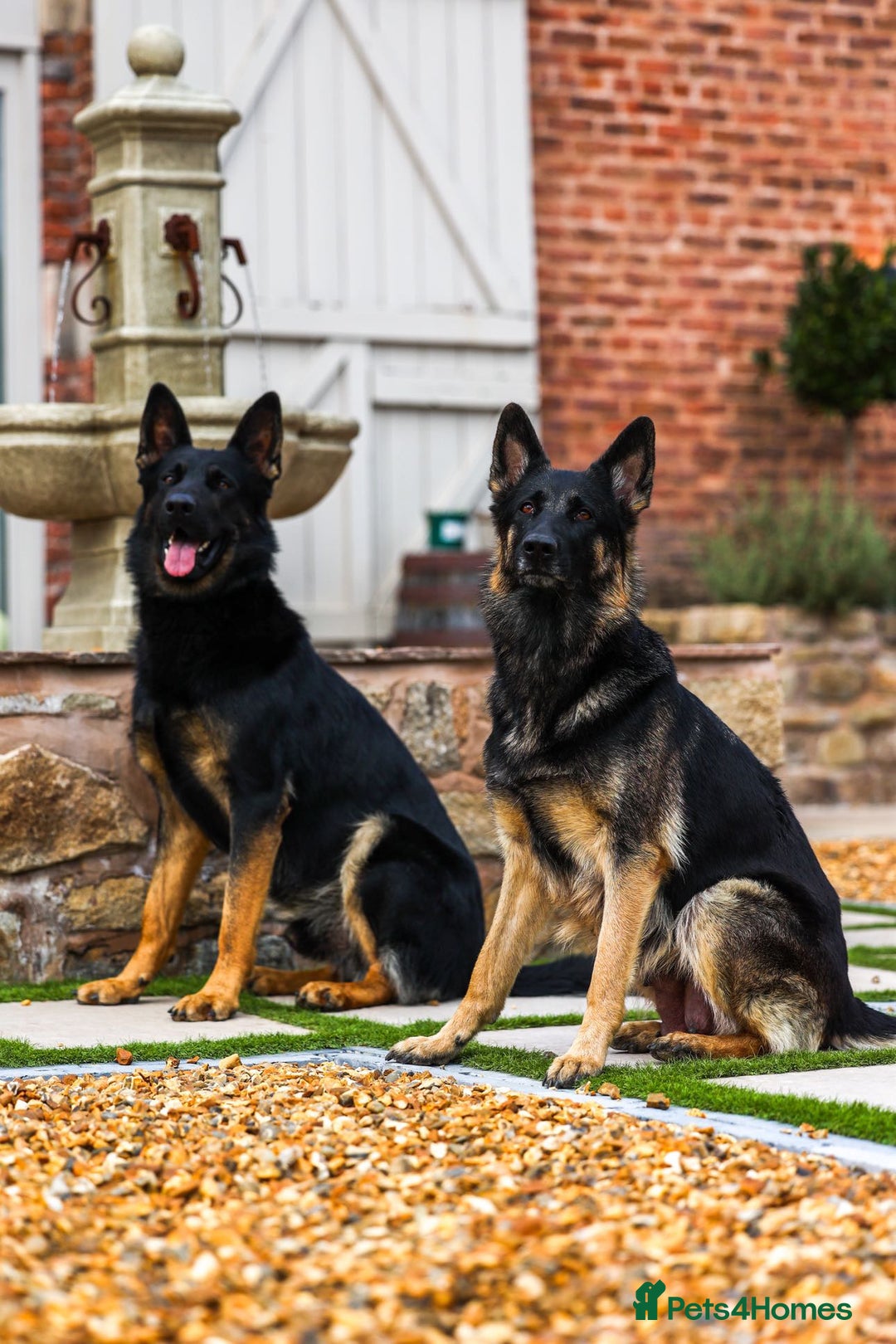 German Shepherd dogs for sale: Pedigree German Shepherd pups for sale - Image 2