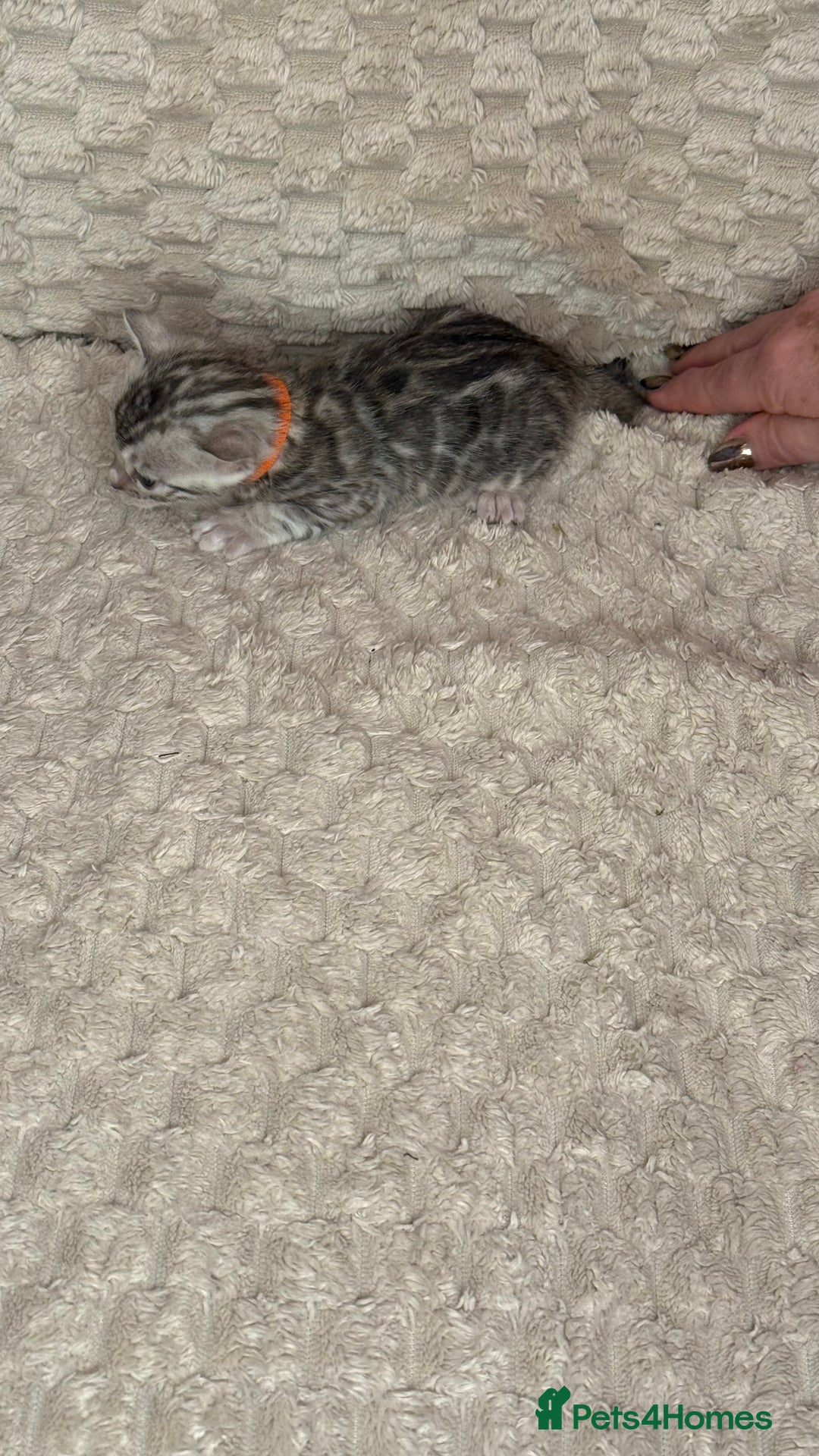 Bengal cats for sale: Pure Bengal kittens for sale  - Advert 13