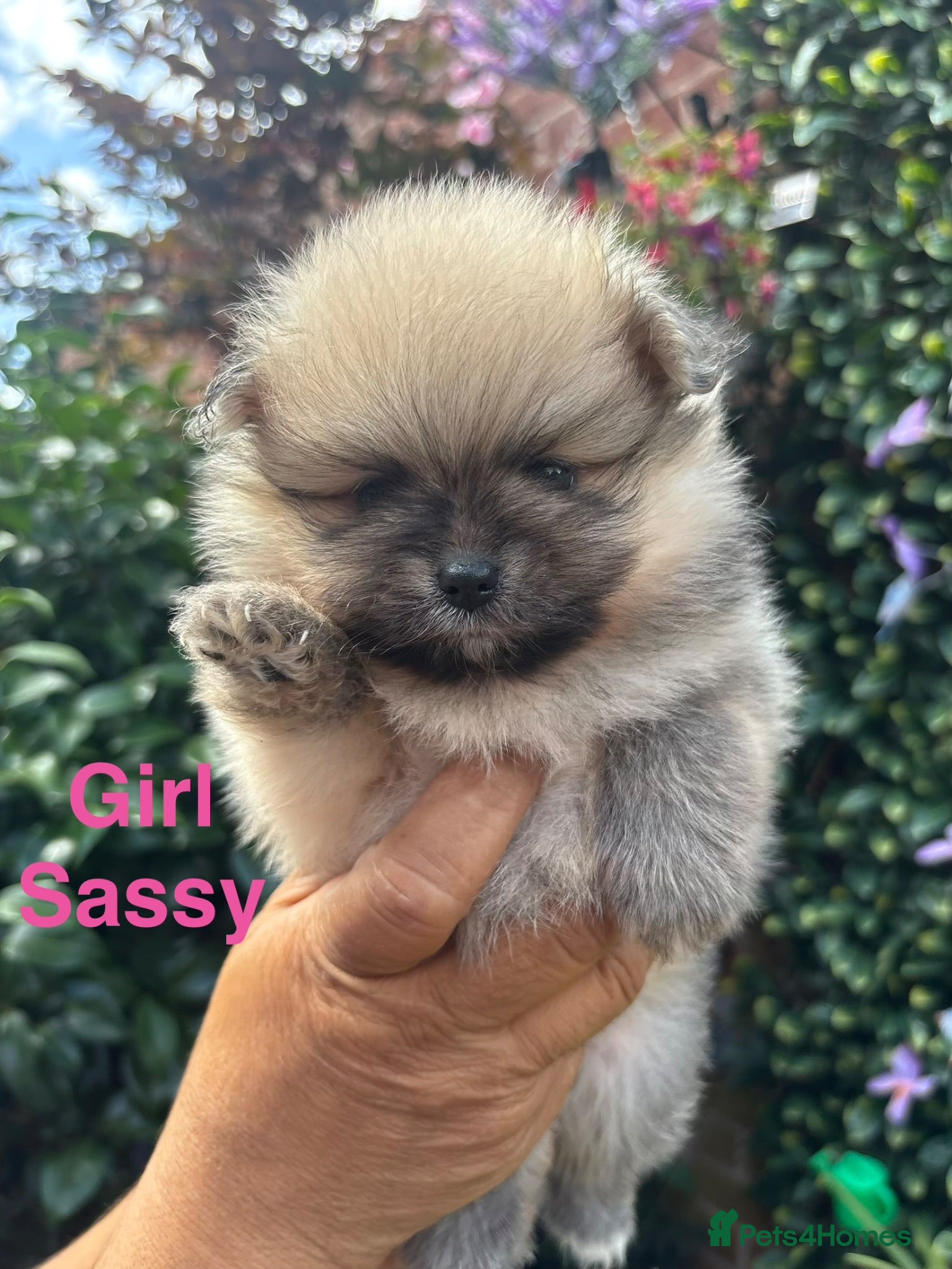 Pomeranian dogs Pomeranian puppies  - Advert 2