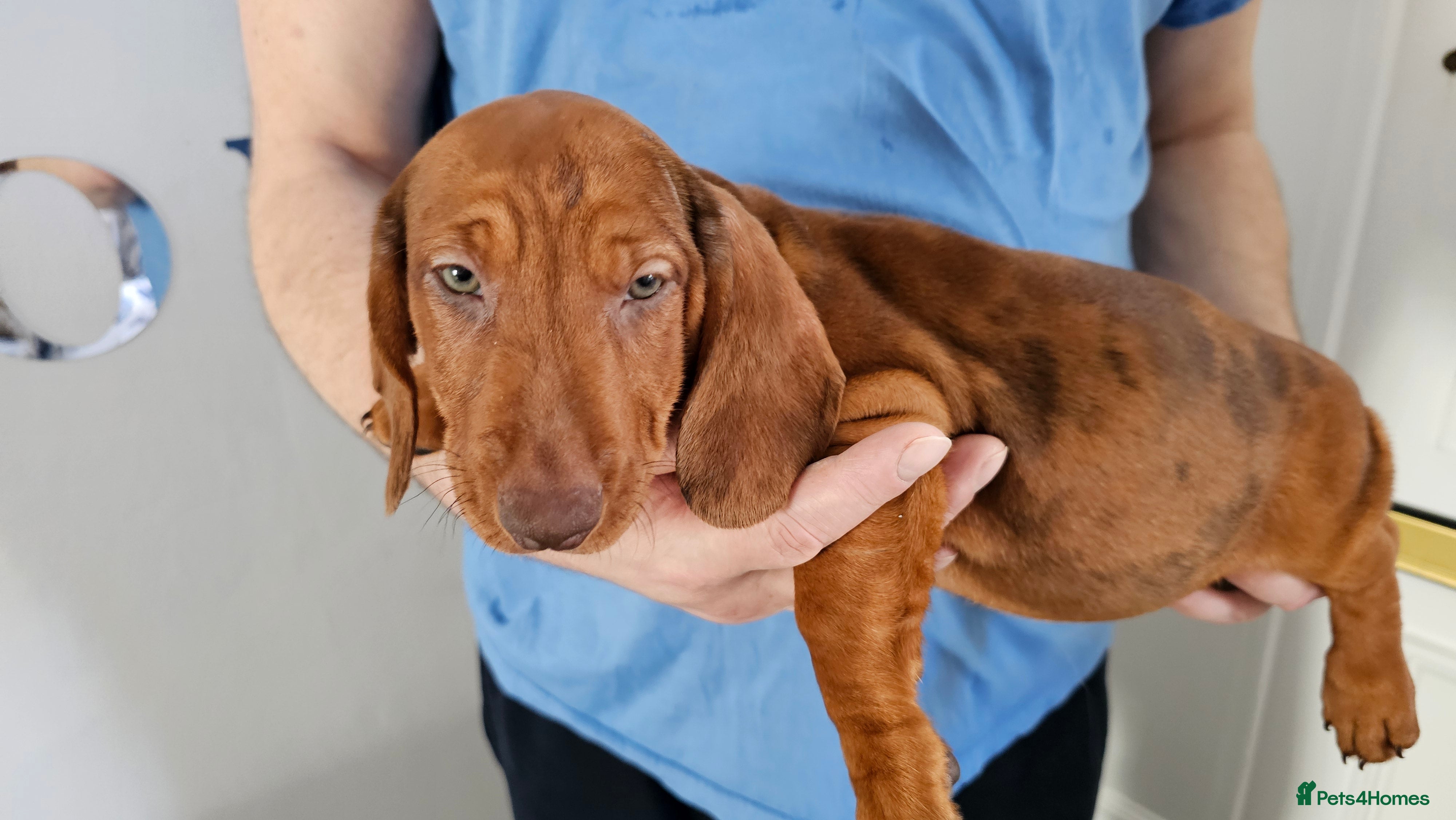 Dachshund dogs Ready Now ! KC Standard Dachshund puppies!  - Advert 3