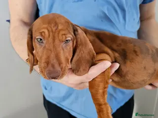 Dachshund dogs Ready Now ! KC Standard Dachshund puppies! - Advert 3