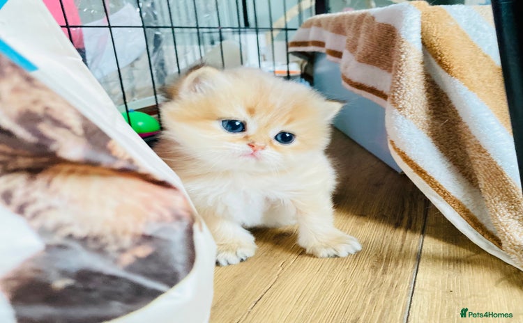British Longhair cats for sale - Advert 2