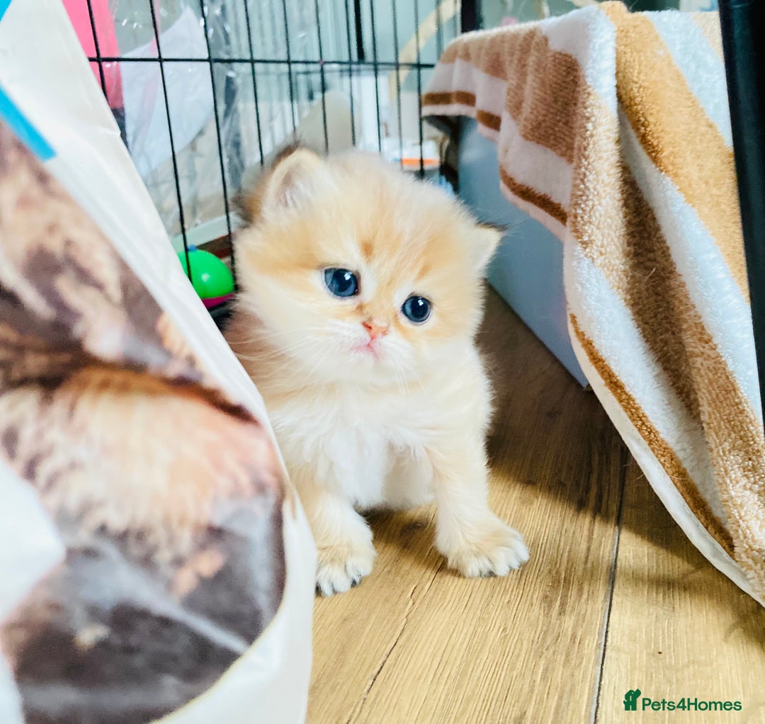 British Longhair cats for sale: 🐾🤩❤️Gold Angels - tiny stars 🐾❤️🐱 - Image 17
