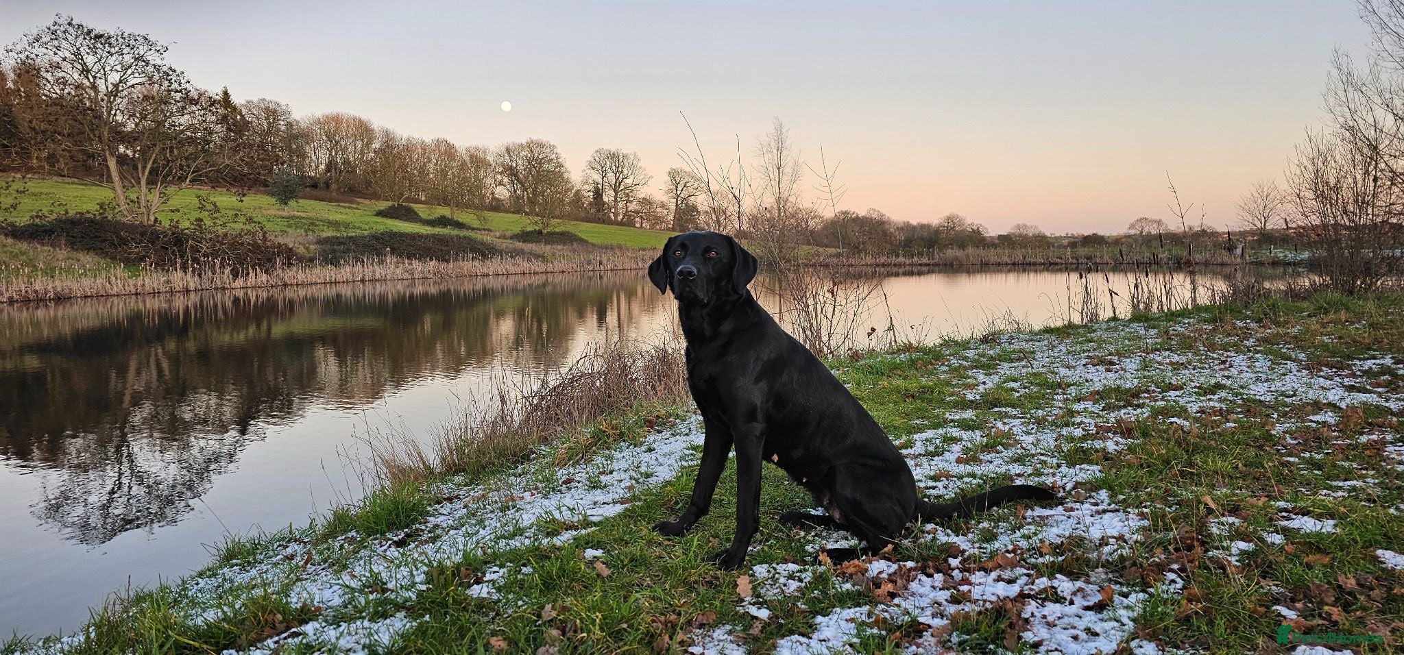 Labrador Retriever dogs for sale: Superb, black labrador, FTCH pedigree, puppies - Advert 1