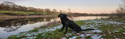 Labrador Retriever dogs for sale: Superb, black labrador, FTCH pedigree, puppies - Advert 1