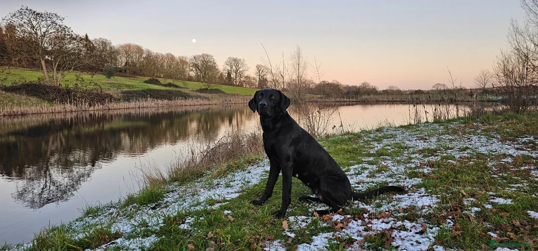Labrador Retriever dogs for sale: Superb, black labrador, FTCH pedigree, puppies - Advert 1