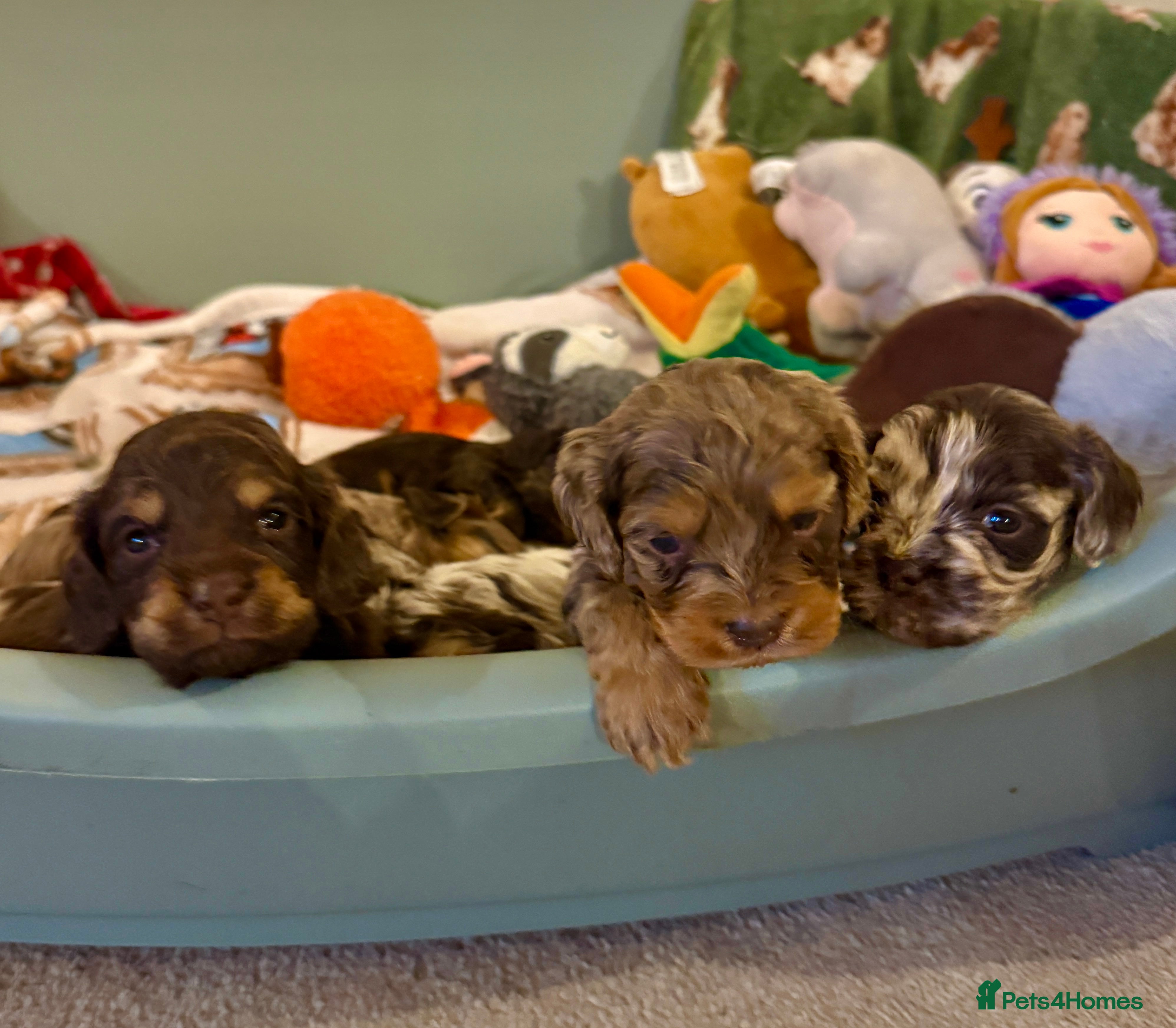 Cockapoo dogs Chocolate merl and tan point American cockapoo  - Advert 8