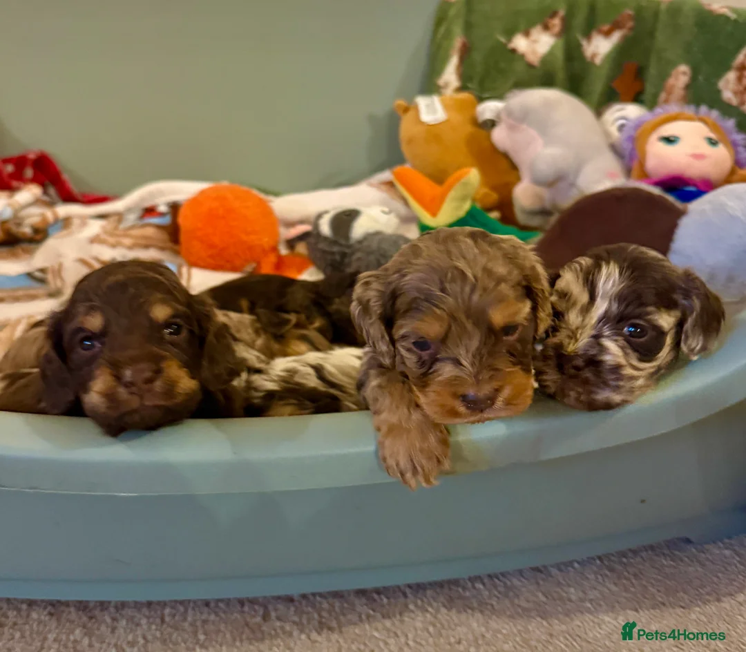 Cockapoo dogs for sale: Chocolate merl and tan point American cockapoo  - Advert 2