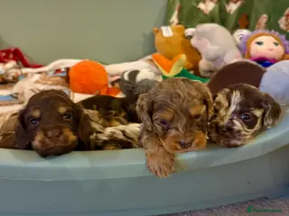 Cockapoo dogs Chocolate merl and tan point American cockapoo - Advert 6