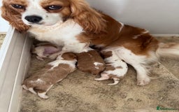 Cavalier King Charles Spaniel dogs for sale: Beautiful Blenheim Cavalier King Charles puppies - Image 6
