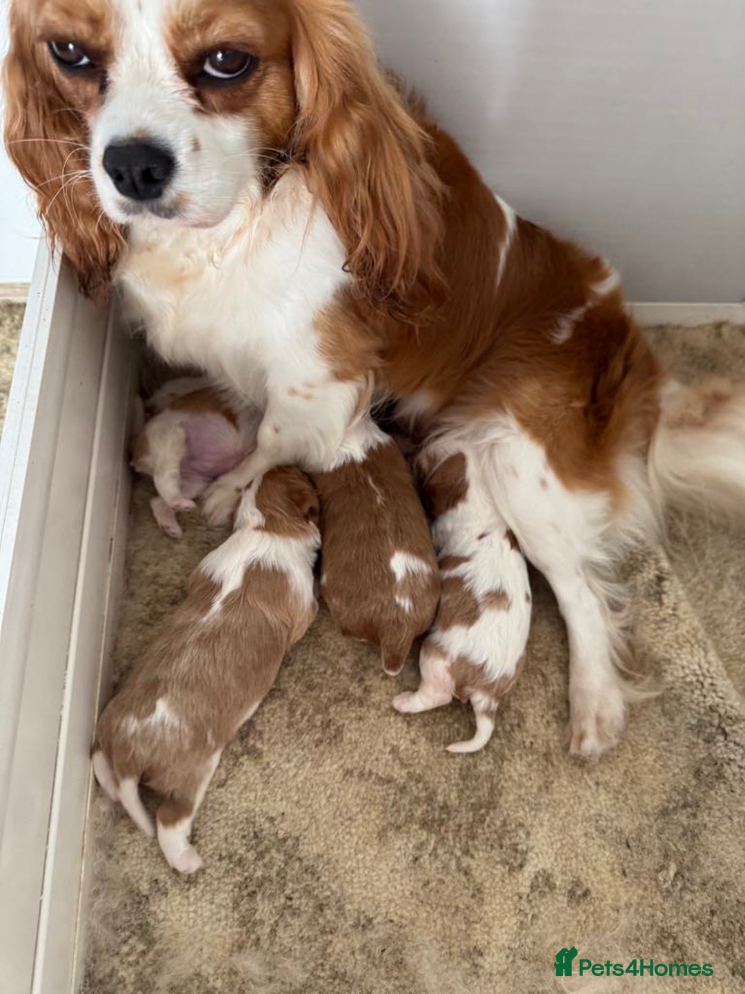 Cavalier King Charles Spaniel dogs for sale: Beautiful Blenheim Cavalier King Charles puppies - Image 6