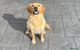 Golden Retriever dogs for sale: KC, Extensively health tested golden retrievers - Image 6