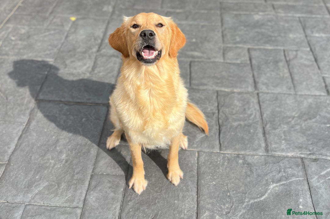 Golden Retriever dogs for sale: KC, Extensively health tested golden retrievers - Image 6