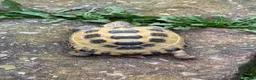 Tortoise reptiles for sale: Horsefield tortoise and setup in Wigan - Advert 7