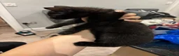 Bombay cats for sale: Black male cat for sale  in Halesowen - Advert 3