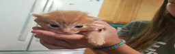 Mixed Breed cats for sale: Ginger babies for rehoming  in Peterborough - Advert 7