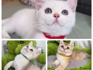 British Shorthair cats Adorable British Shorthair golden kittens - Advert 1