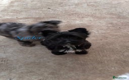 Yorkshire Terrier dogs for sale: Colourful Biewer Yorkshire terriers  - Advert 6