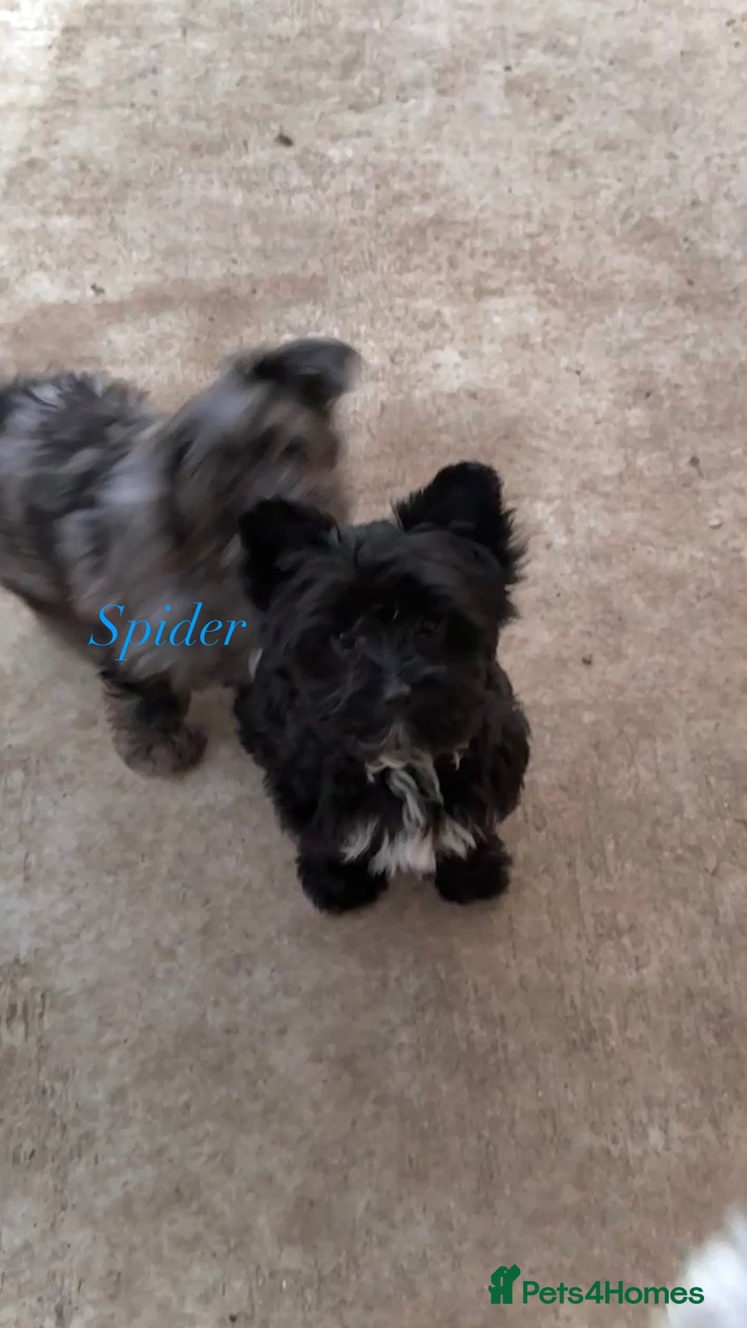 Yorkshire Terrier dogs for sale: Colourful Biewer Yorkshire terriers  - Advert 6