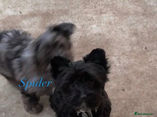 Yorkshire Terrier dogs Colourful Biewer Yorkshire terriers - Advert 2