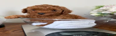 Toy Poodle 2