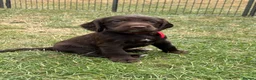 Sprocker dogs for sale: Fully DNA Health Tested F1 Sprocker Puppies - Advert 13