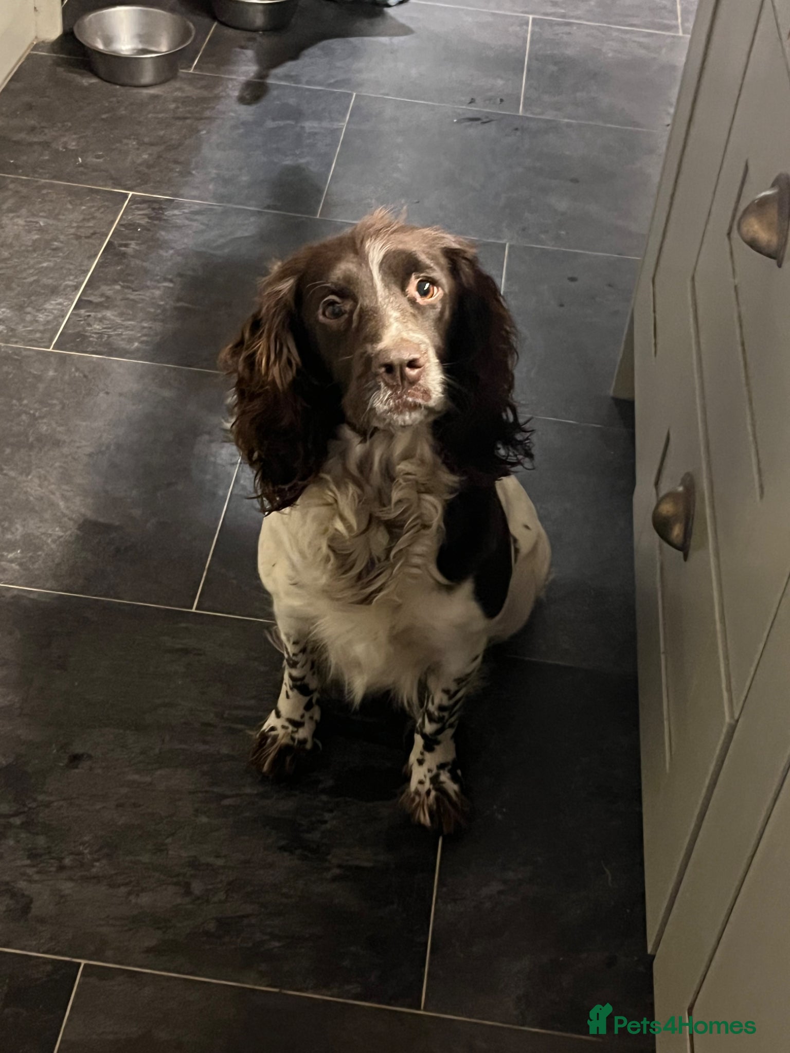 English Springer Spaniel dogs Pedigree English Springer Spaniel Pups  - Advert 3