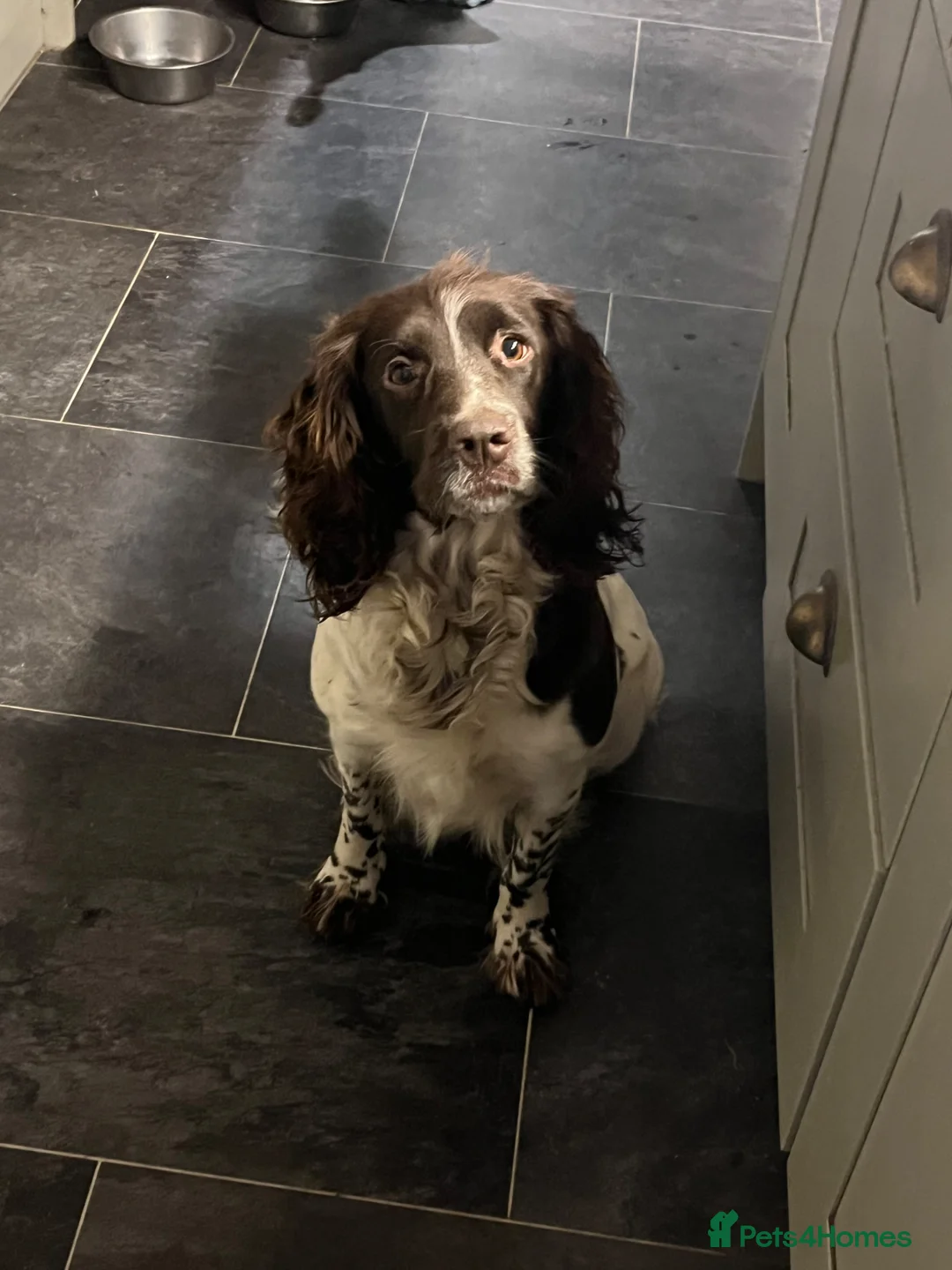English Springer Spaniel dogs for sale: Pedigree English Springer Spaniel Pups  in Haywards Heath - Advert 1