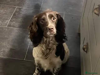 English Springer Spaniel dogs Pedigree English Springer Spaniel Pups - Advert 2