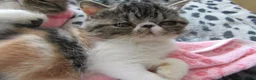 Exotic cats for sale: Super Sweet Female kitten Available Now - Advert 12