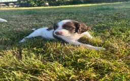 English Springer Spaniel dogs for sale: Springer spaniel pups  in Rugby - Image 8