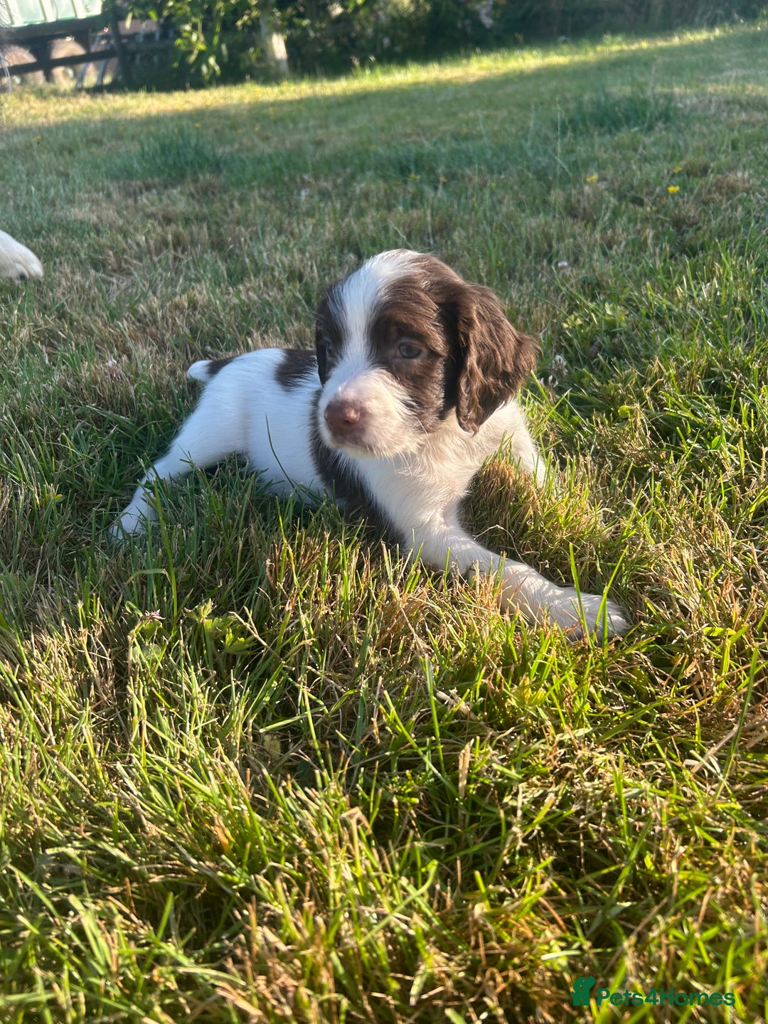 English Springer Spaniel dogs for sale: Springer spaniel pups  in Rugby - Image 8