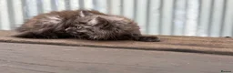 Maine Coon cats for sale: Stunning Maine coon x kitten  - Advert 8