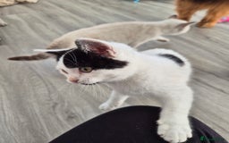 Selkirk Rex cats for sale: Tica reg  pedigree selkirk rex kittens ready now  - Advert 23