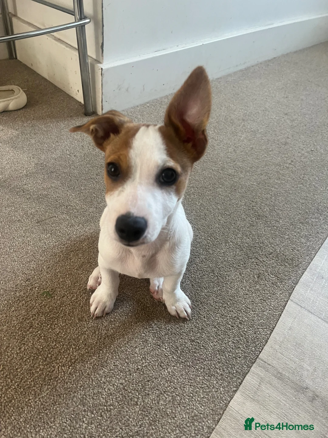Jack Russell dogs for stud: Jack Russel terrier for stud  in Bishop's Stortford - Advert 5