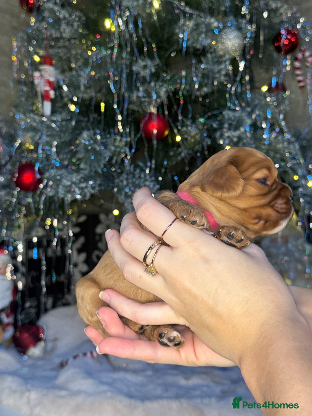 Cavalier King Charles Spaniel dogs for sale: Beautiful pups DNA HEALTH TESTED parents  - Advert 19