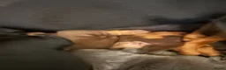 Miniature Dachshund dogs for sale: Beautiful well socialised Miniature Dachshunds in Tamworth - Advert 11