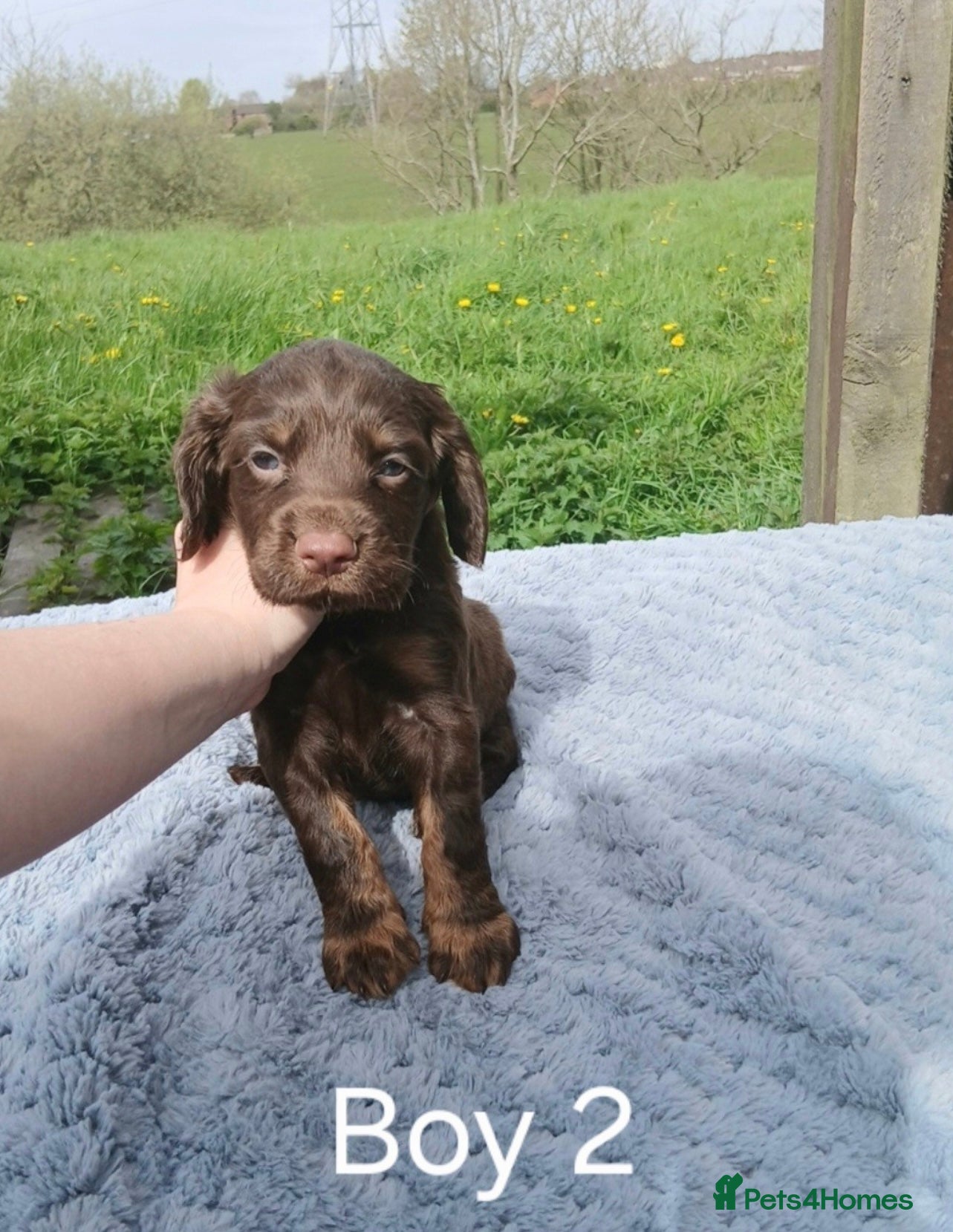 Sprocker dogs Beautiful cocker x springer puppies for sale - Advert 3