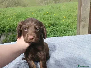 Sprocker dogs Beautiful cocker x springer puppies for sale - Advert 3