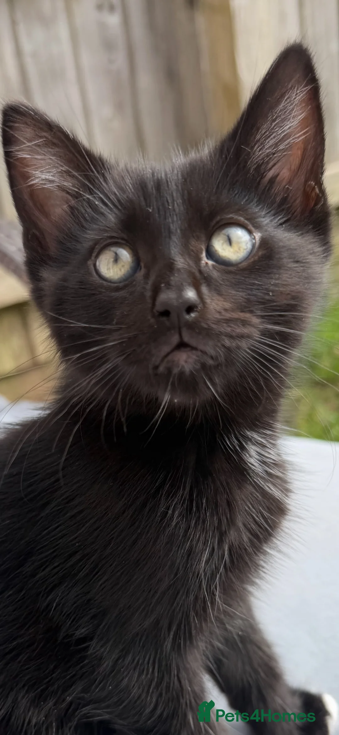 Ragdoll cats for sale: Mink Ragdoll x BSH Aqua Eyes adorable ready now! - Advert 1