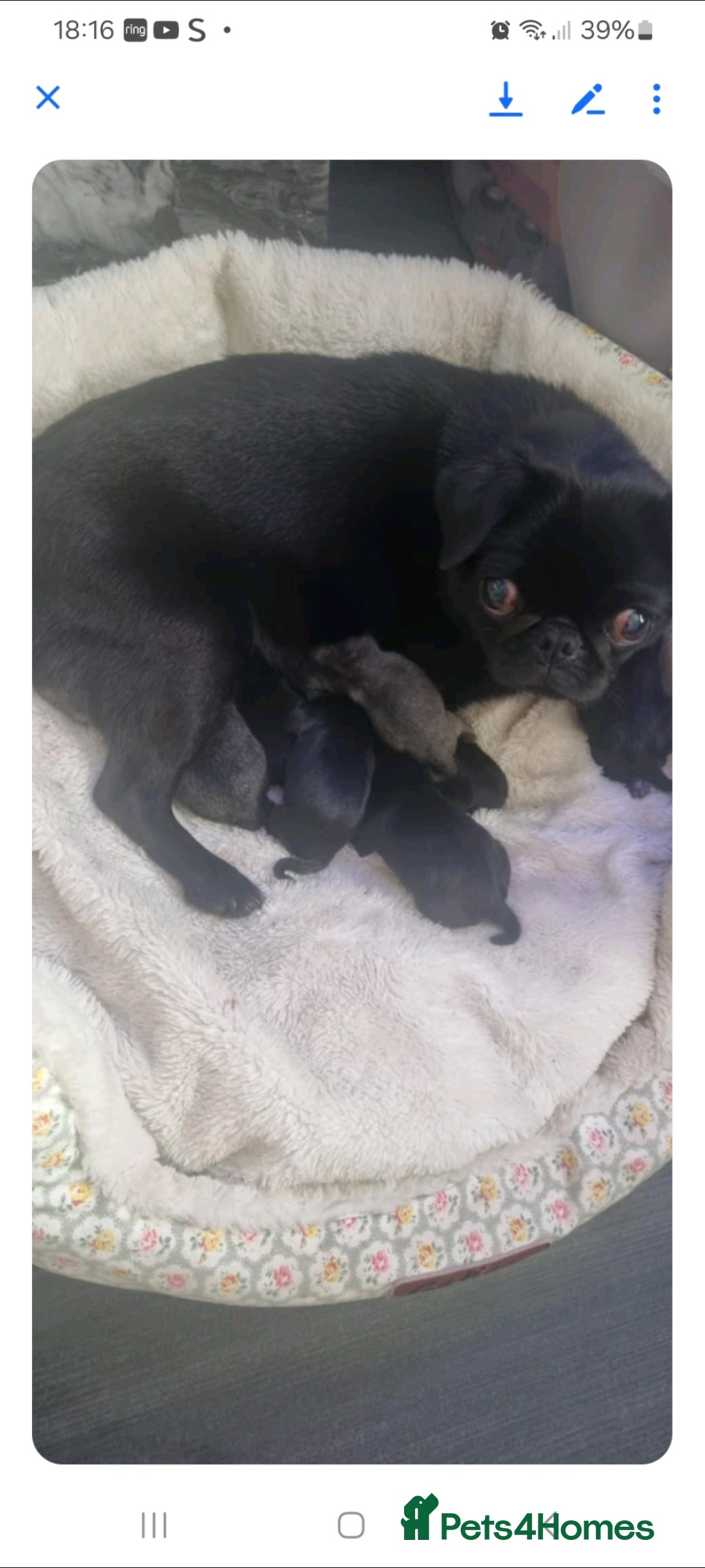 Pug dogs for sale: pug puppy - Image 7