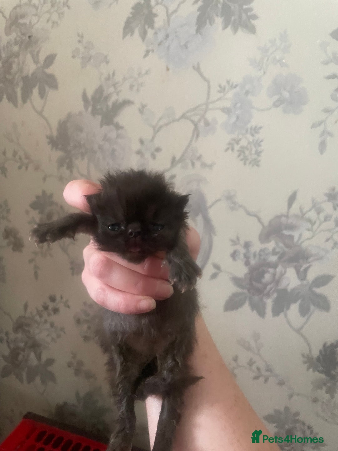 Persian cats for sale: Gorgeous Black Persian Kittens – GCCF Registered  - Image 5