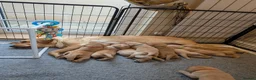 Labrador Retriever dogs for sale: Beautiful KC Registered Labrador Puppies  - Advert 14