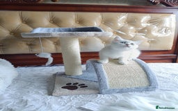 British Shorthair cats for sale: Scottish Fold and Straight kittens  - Image 24